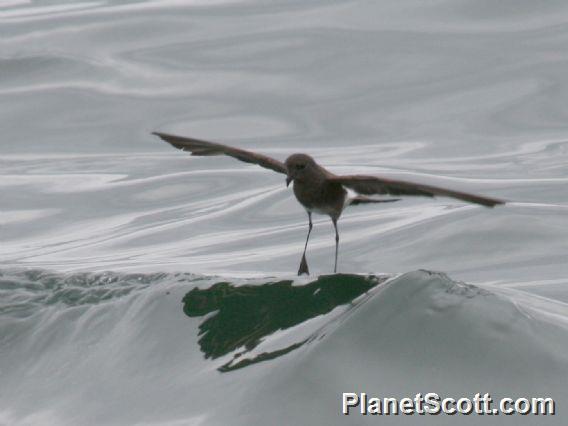 Elliot's Storm-Petrel (Oceanites gracilis)