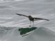 White-vented Storm-Petrel (Oceanites gracilis) 