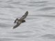 White-vented Storm-Petrel (Oceanites gracilis) 