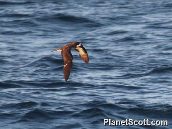 Galapagos Petrel (Pterodroma phaeopygia)