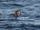 Galapagos Petrel (Pterodroma phaeopygia) 