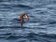 Galapagos Petrel (Pterodroma phaeopygia)