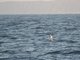 Galapagos Petrel (Pterodroma phaeopygia)
