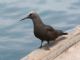 Brown Noddy (Anous stolidus) 