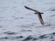 Brown Noddy (Anous stolidus) 