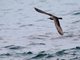 Brown Noddy (Anous stolidus)