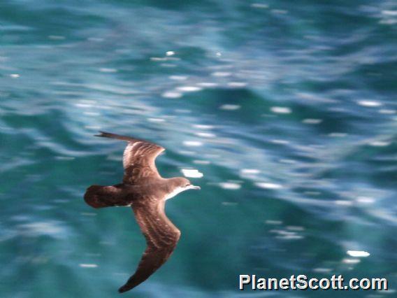 Galapagos Shearwater (Puffinus subalaris)