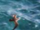 Audubons Shearwater (Puffinus subalaris) 