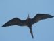 Magnificent Frigatebird (Fregata magnificens) 