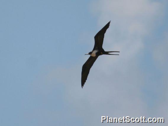 Great Frigatebird (Fregata minor)