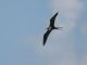 Great Frigatebird (Fregata minor) Female