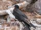 Great Frigatebird (Fregata minor) 