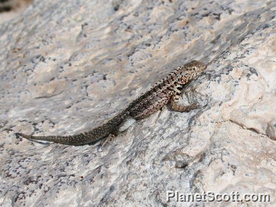 Santa Cruz Lava Lizard (Microlophus indefatigabilis)