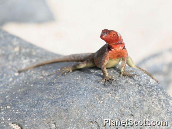 Hood Lava Lizard (Tropidurus delanonis)