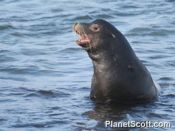 Galapagos Sea Lion (Arctocephalus galapagoensis)