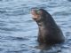 Galapagos Sea Lion (Zalophus wollebaeki) - Male