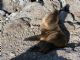 Galapagos Sea Lion (Zalophus wollebaeki) Juvenile