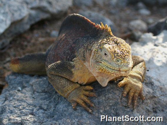 Galapagos Land Iguana (Conolophus subcristatus)