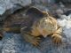 Galapagos Land Iguana (Conolophus subcristatus) 