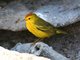 Mangrove Yellow Warbler (Setophaga petechia)