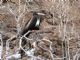 Magnificent Frigatebird (Fregata magnificens) Female