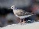 Ruddy Turnstone (Arenaria interpres) 