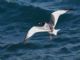 Swallow-tailed Gull (Creagrus furcatus) 