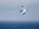 Red-billed Tropicbird (Phaethon aethereus) 