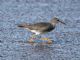 Wandering Tattler (Tringa incana) 