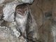 American Barn Owl (Tyto furcata)