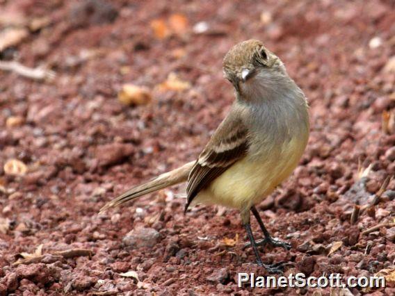 Galapagos Flycatcher (Myiarchus magnirostris)