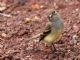 Large-billed Flycatcher (Myiarchus magnirostris) 