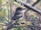 Large-billed Flycatcher (Myiarchus magnirostris) 