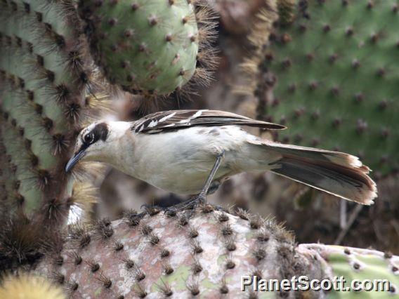 Galapagos Mockingbird (Mimus parvulus)