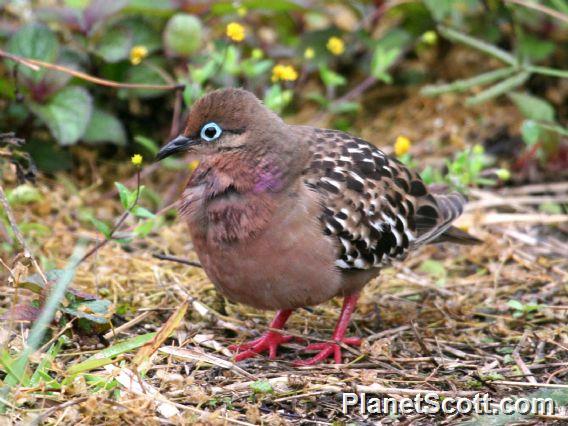 Galapagos Dove (Zenaida galapagoensis)