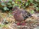 Galapagos Dove (Zenaida galapagoensis) 