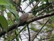 Black-billed Cuckoo (Coccyzus erythropthalmus)