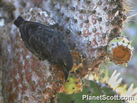 Common Cactus-Finch (Geospiza scandens)