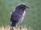 Common Cactus-Finch (Geospiza scandens) 