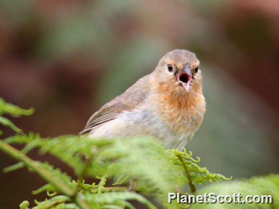 Green Warbler-Finch (Certhidea olivacea)