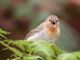 Warbler Finch (Certhidea olivacea) 