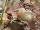 Warbler Finch (Certhidea olivacea) 