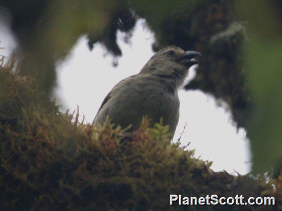 Woodpecker Finch (Camarhynchus pallidus)