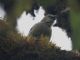 Woodpecker Finch (Camarhynchus pallidus) 