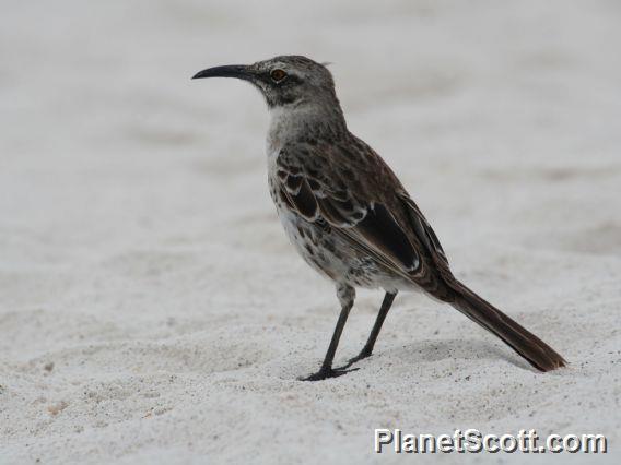 Espanola Mockingbird (Mimus macdonaldi)