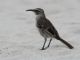 Hood Mockingbird (Nesomimus macdonaldi) 