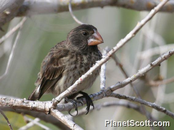 Large Ground-Finch (Geospiza magnirostris)