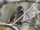 Large Ground-Finch (Geospiza magnirostris) 