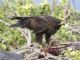 Galapagos Hawk (Buteo galapagoensis) 