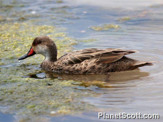 White-cheeked Pintail (Anas bahamensis)